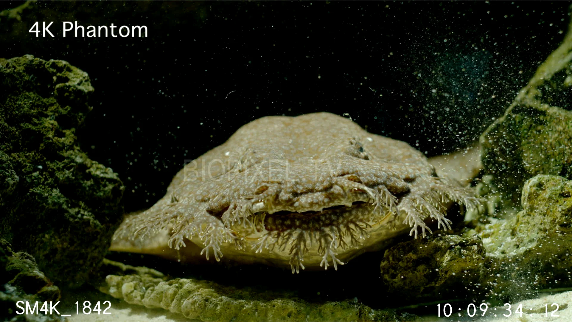 4K Sharks Wobbegong Tasselled wobbegong feeding on fish slow motion