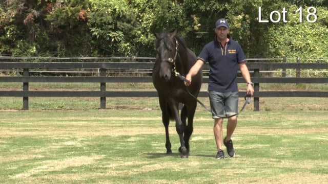 Lot 18