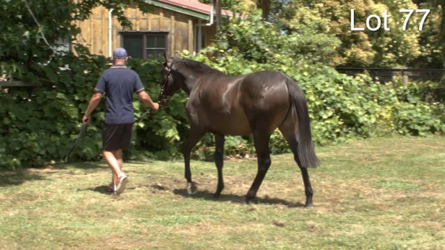 Lot 77