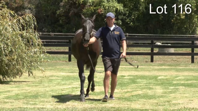 Lot 116