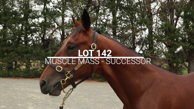 Lot 142
