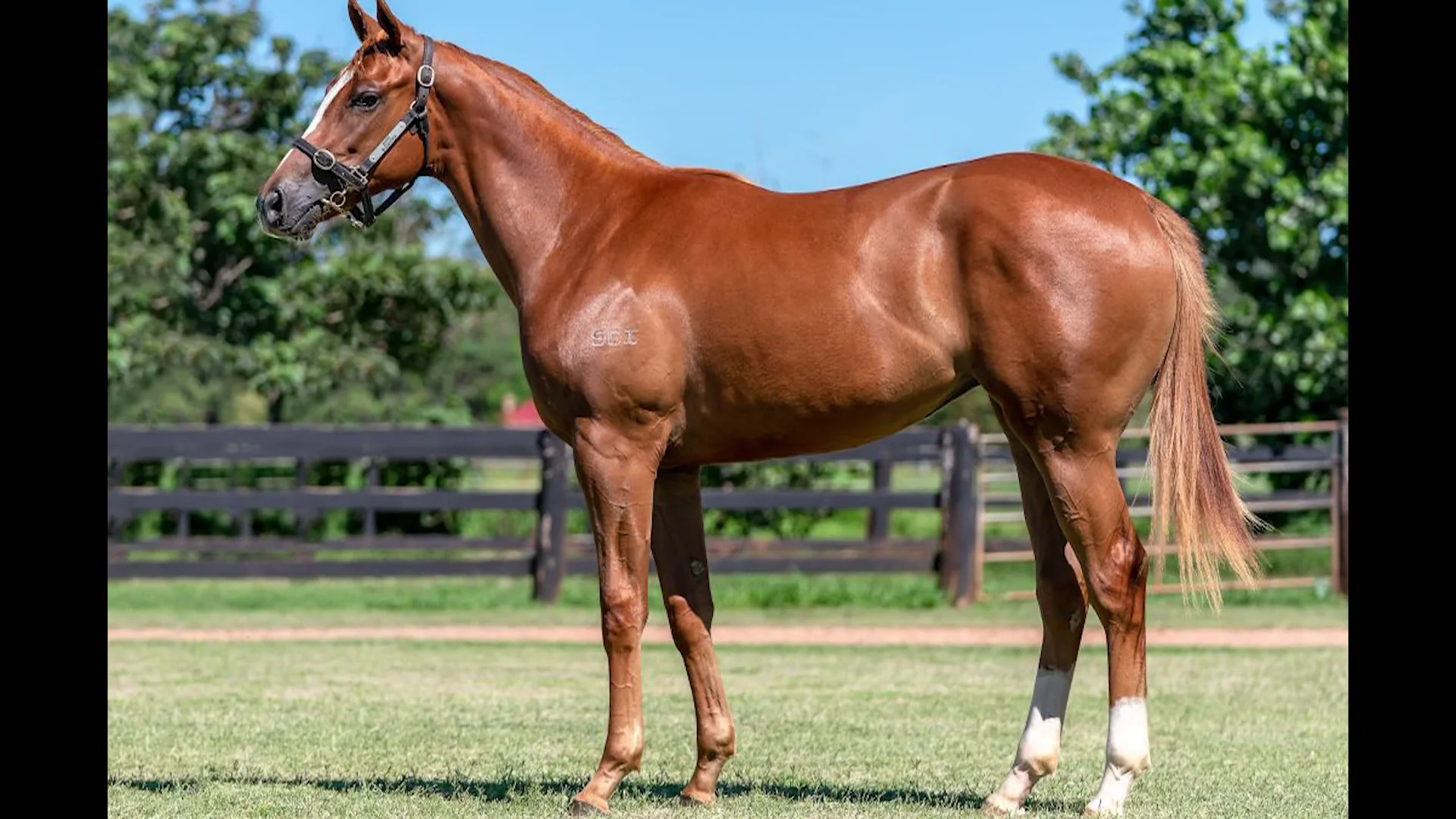 HIGHLAND REEL x EUREKA DUBAI Yearling Filly with GAI and ADRIAN