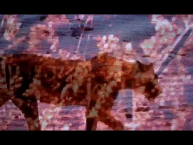 vimeo.com