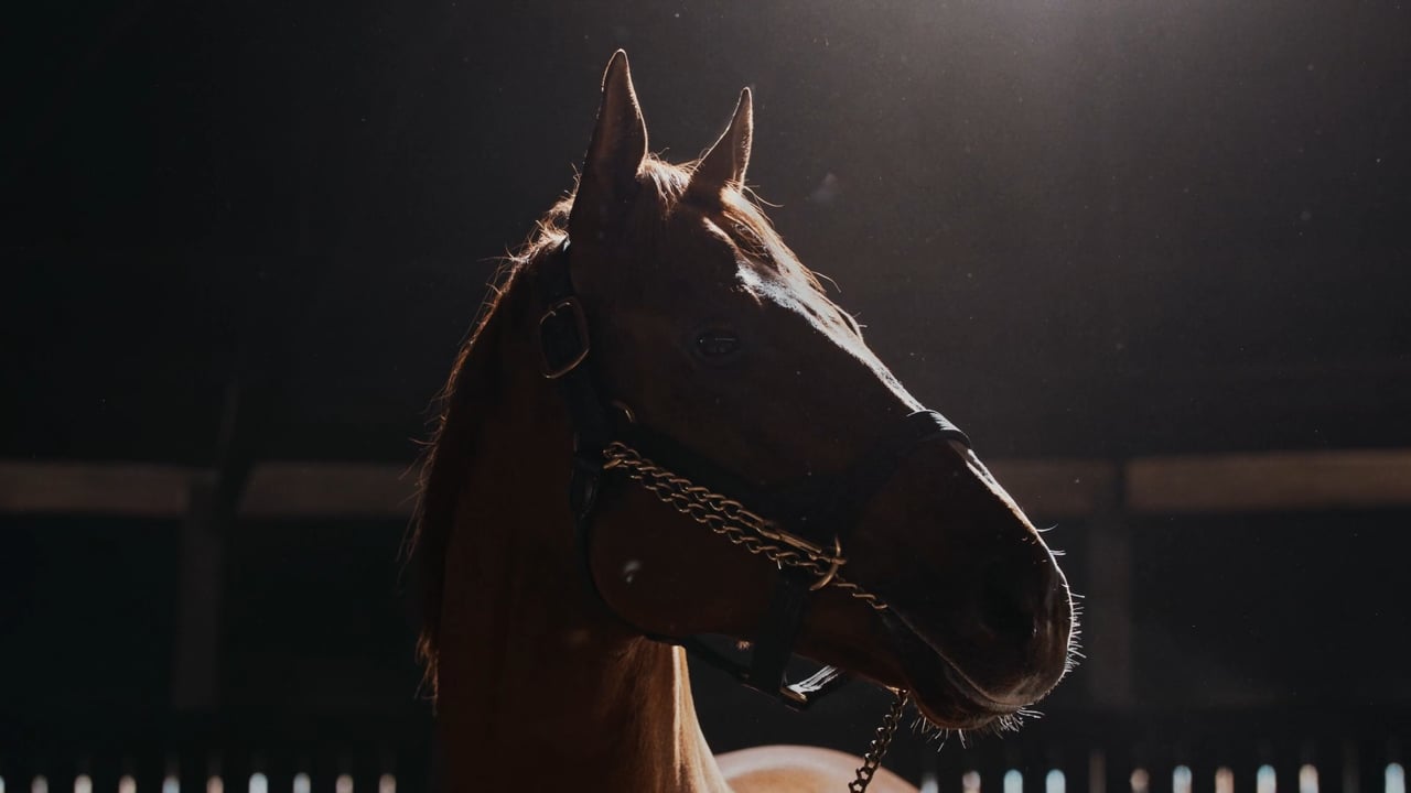 Vino Rosso commercial