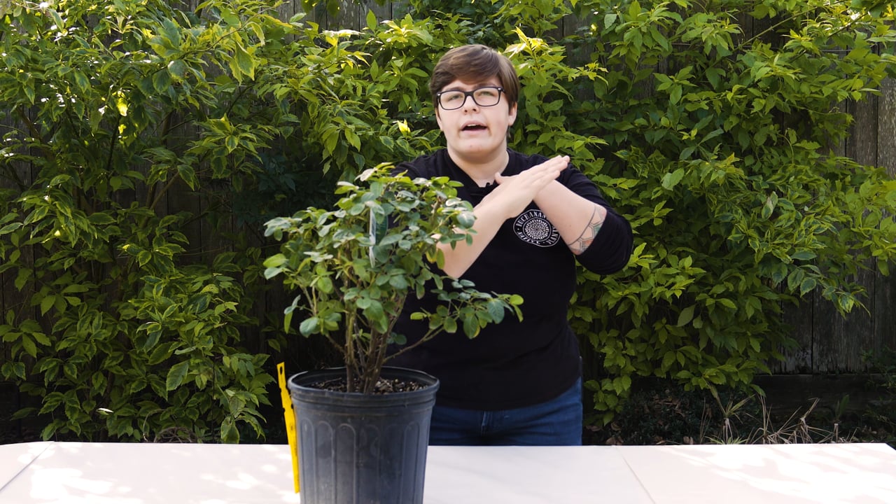 Rose Pruning Basics