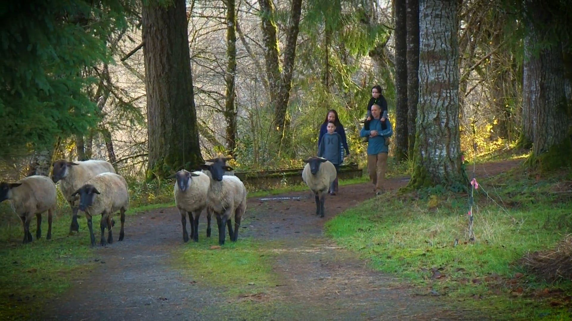 Abe Singer Profile Video for Something New lll