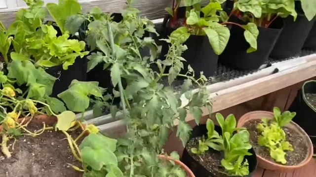 Potato grow bags 🥔 👜 An innovative approach to urban gardening