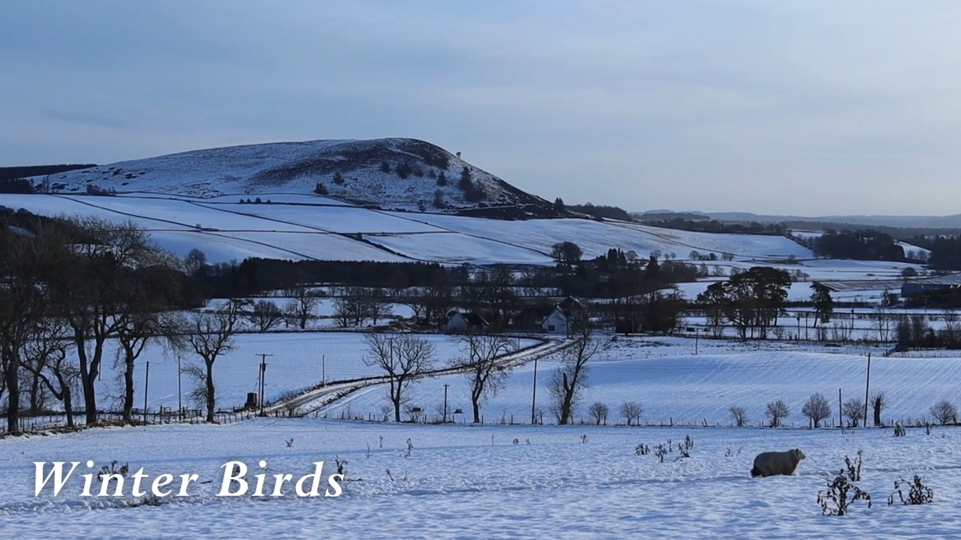Winter Birds