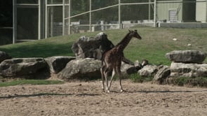 New Baby Giraffe on Exhibit