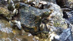 Zebra Mussels Eradicated from Lake Waco