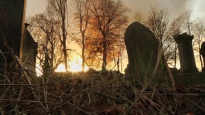 Wildlife Documentary