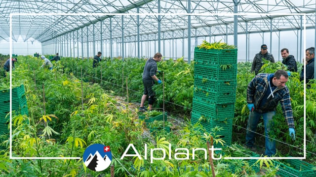 Alplant GmbH - Klicken, um das Video zu öffnen