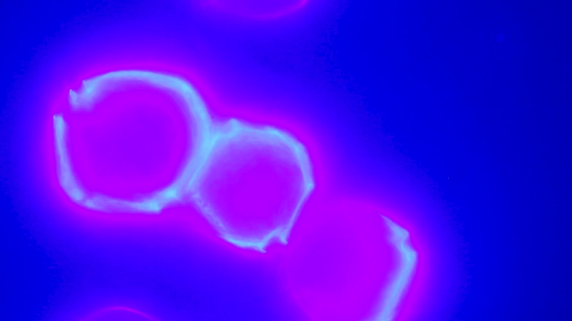 Vidéo de recherche sur le phytoplancton : Fluorescence