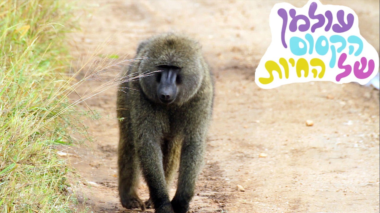 עולמן הקסום של החיות - פרק 4 בבון | יוקיד