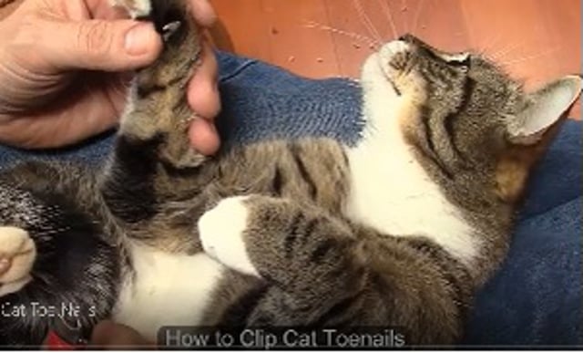 The Easy Way to Trim Cat Nails