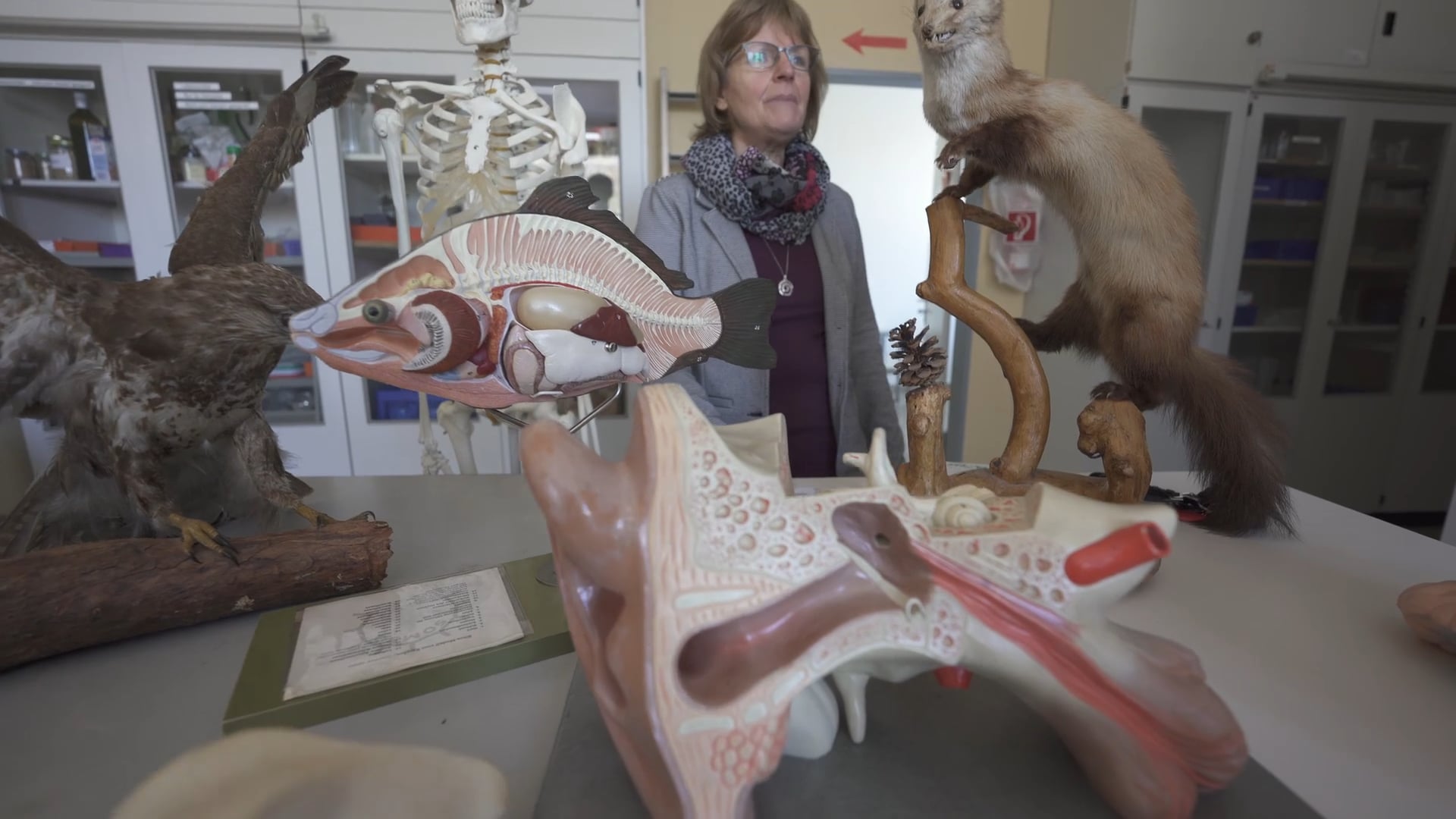 Die Naturwissenschaften