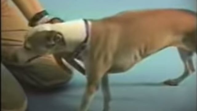 Reverse Sneeze – Can They Die from it?