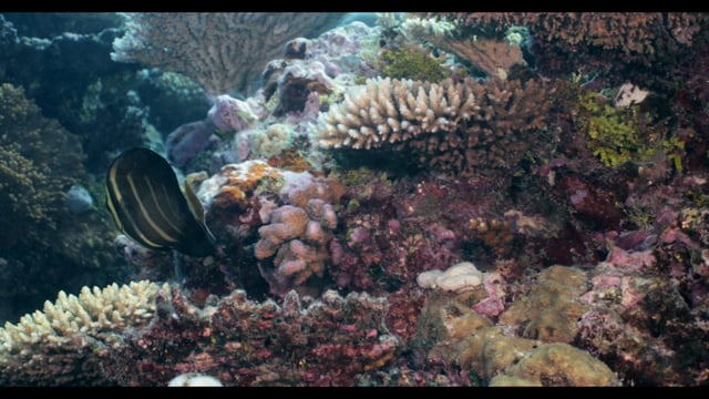 GBR 4k 002 – Plankton Productions
