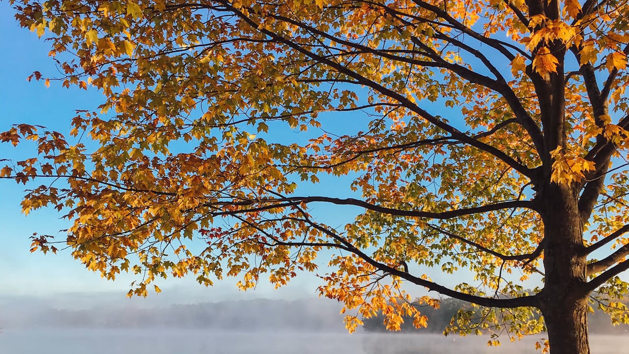 Marche méditative de pleine conscience d'automne avec Amélie Vergrucht