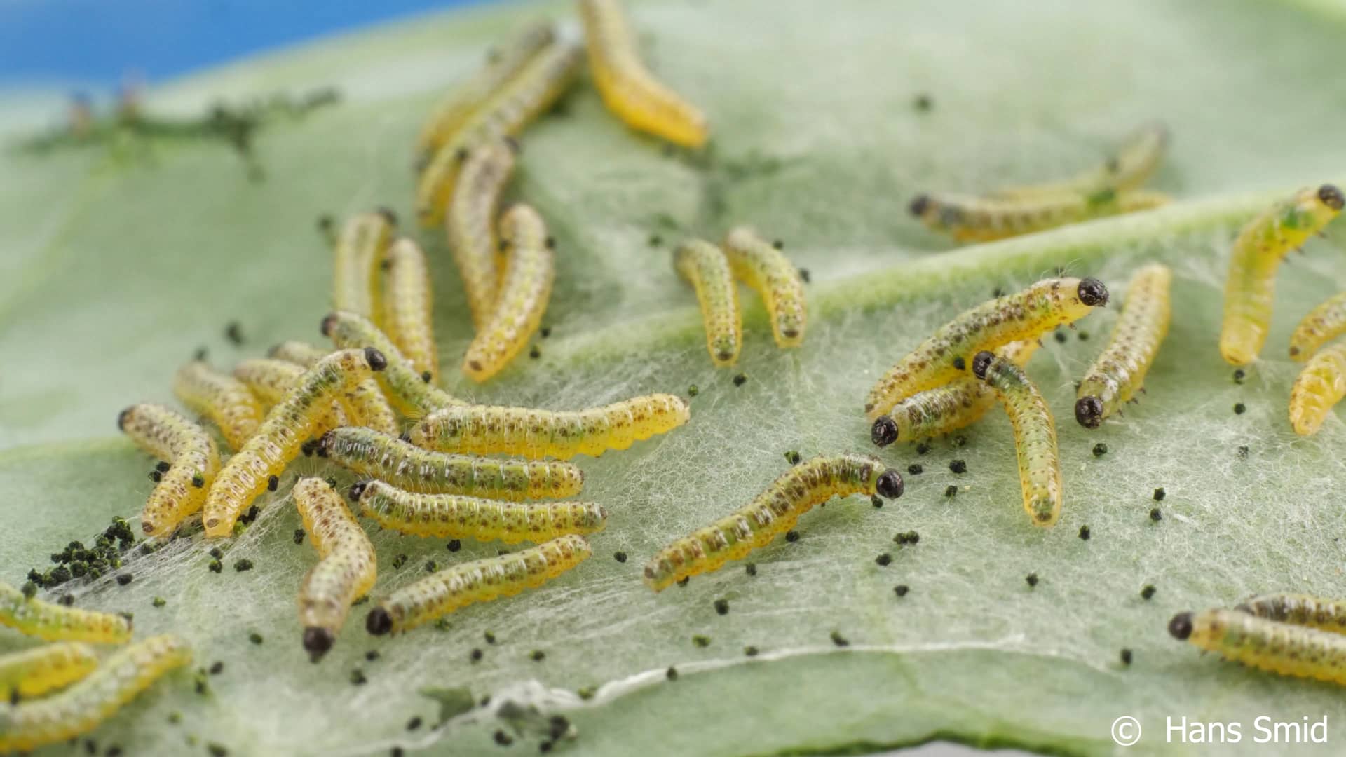 Hyposoter ebeninus parasitizing Pieris brassicae on Vimeo