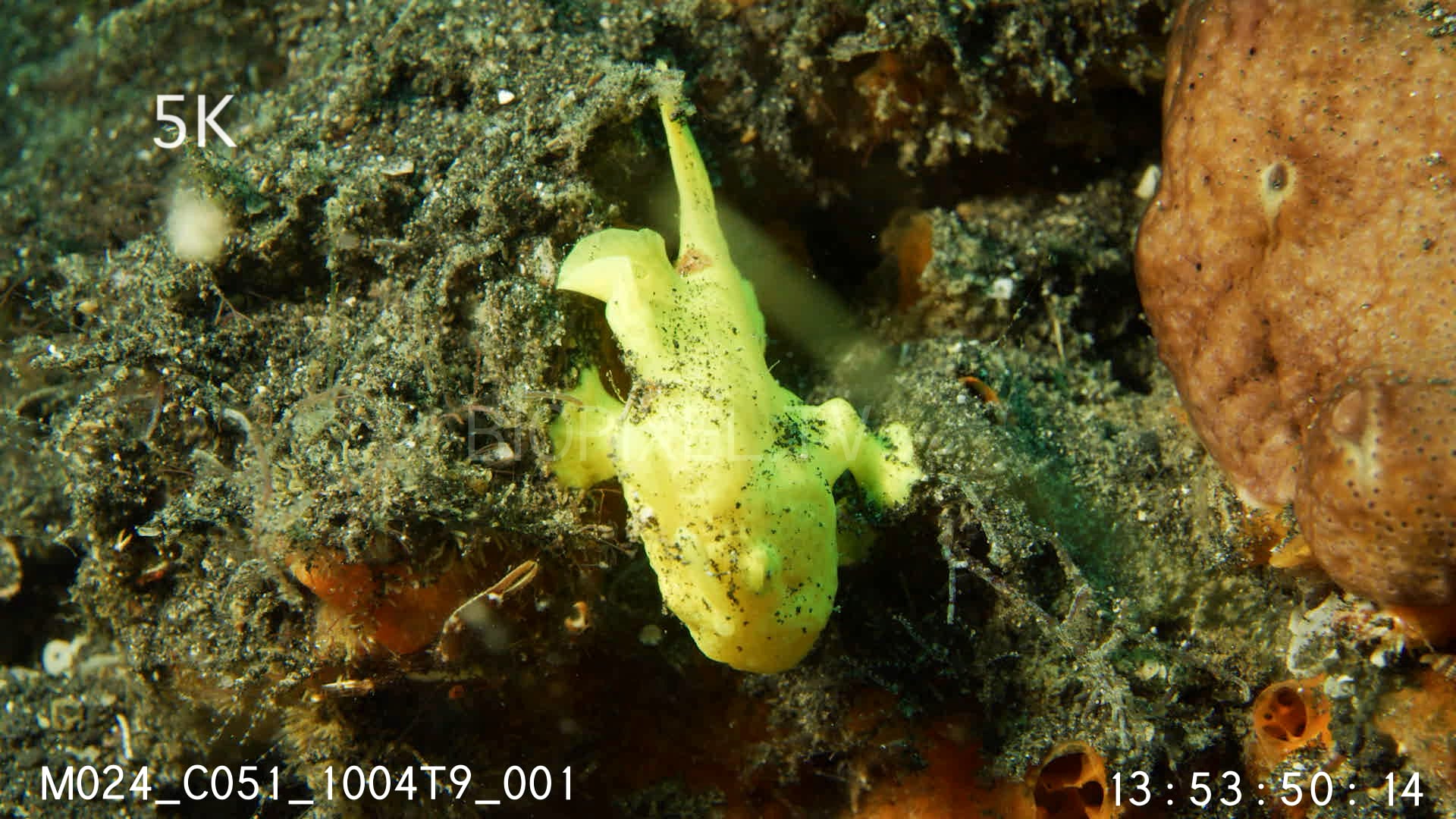4K Camouflage - Anglerfish / Frogfish 5K 1 on Vimeo