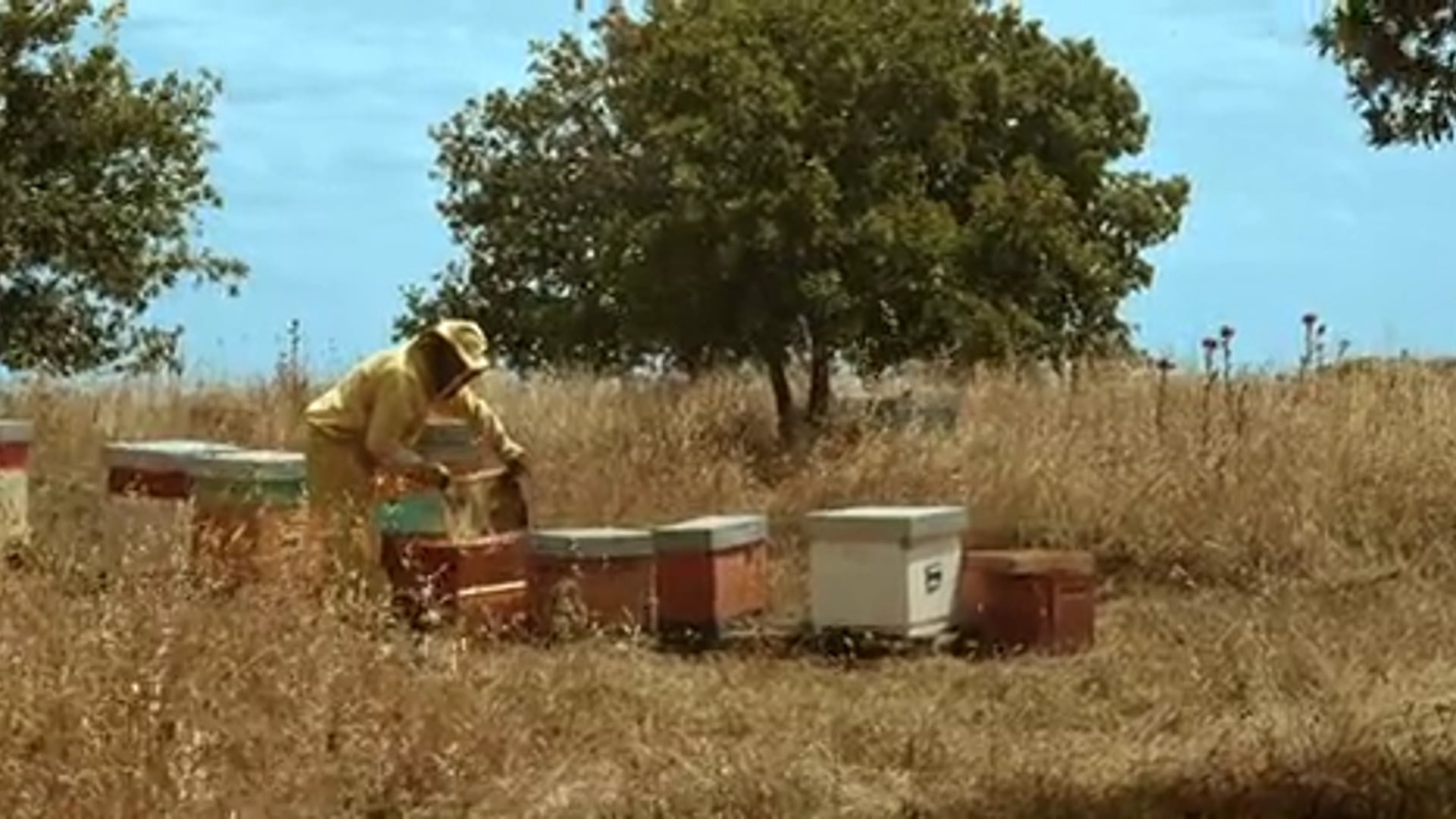 Biancospino Commercial