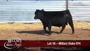 Lot #16 - MILLARS DUKE 074