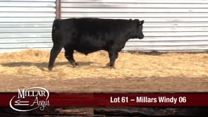 Lot #61 - MILLARS WINDY 06