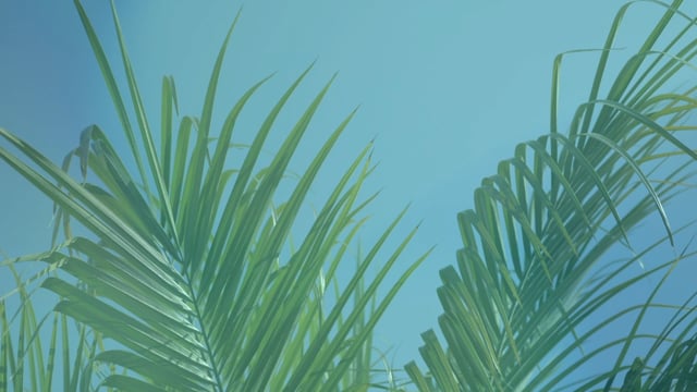 Palm Sunday: Volume Two