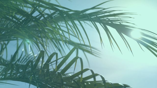 Palm Sunday: Volume Two