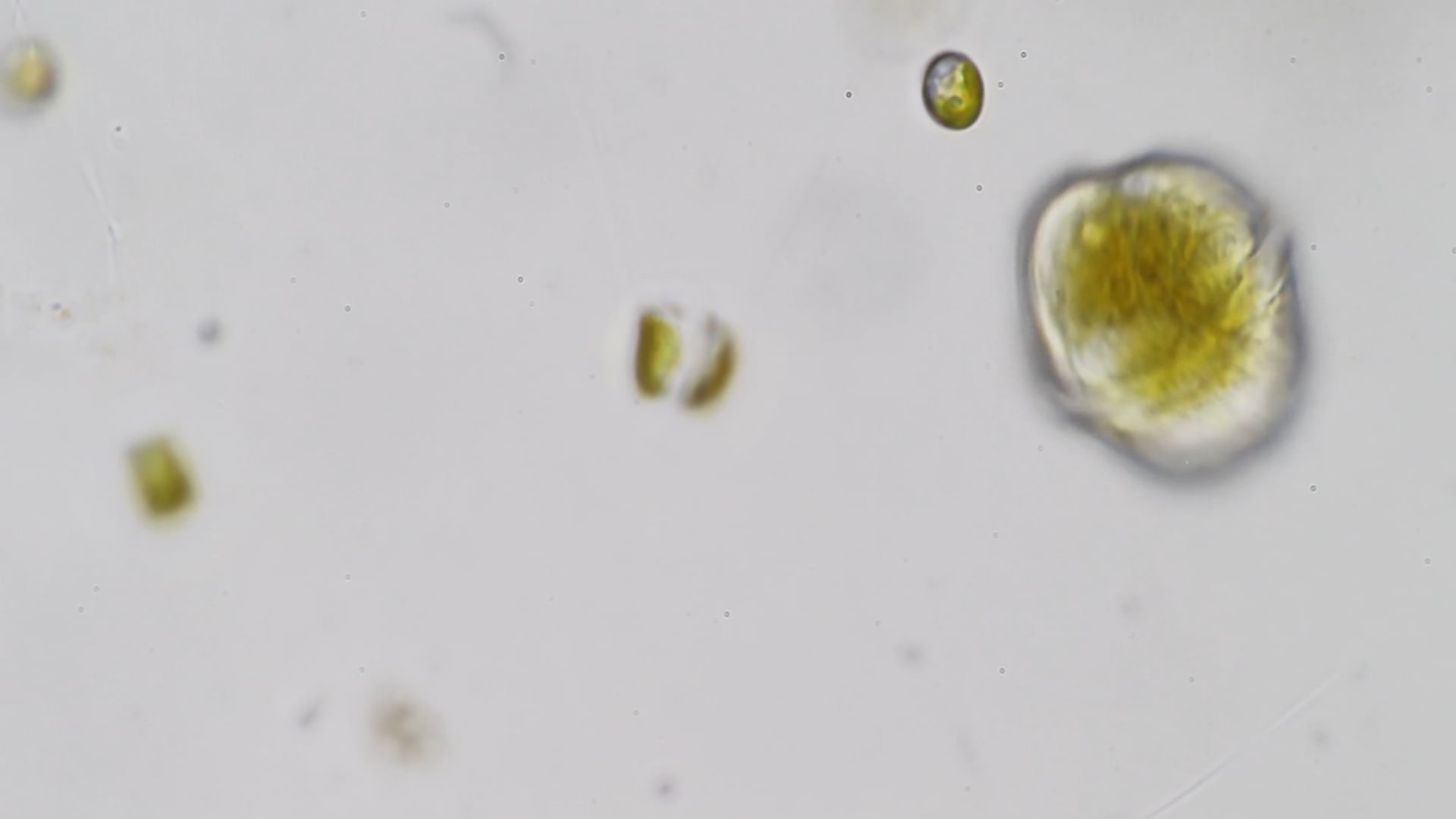 Video recherche de phytoplancton