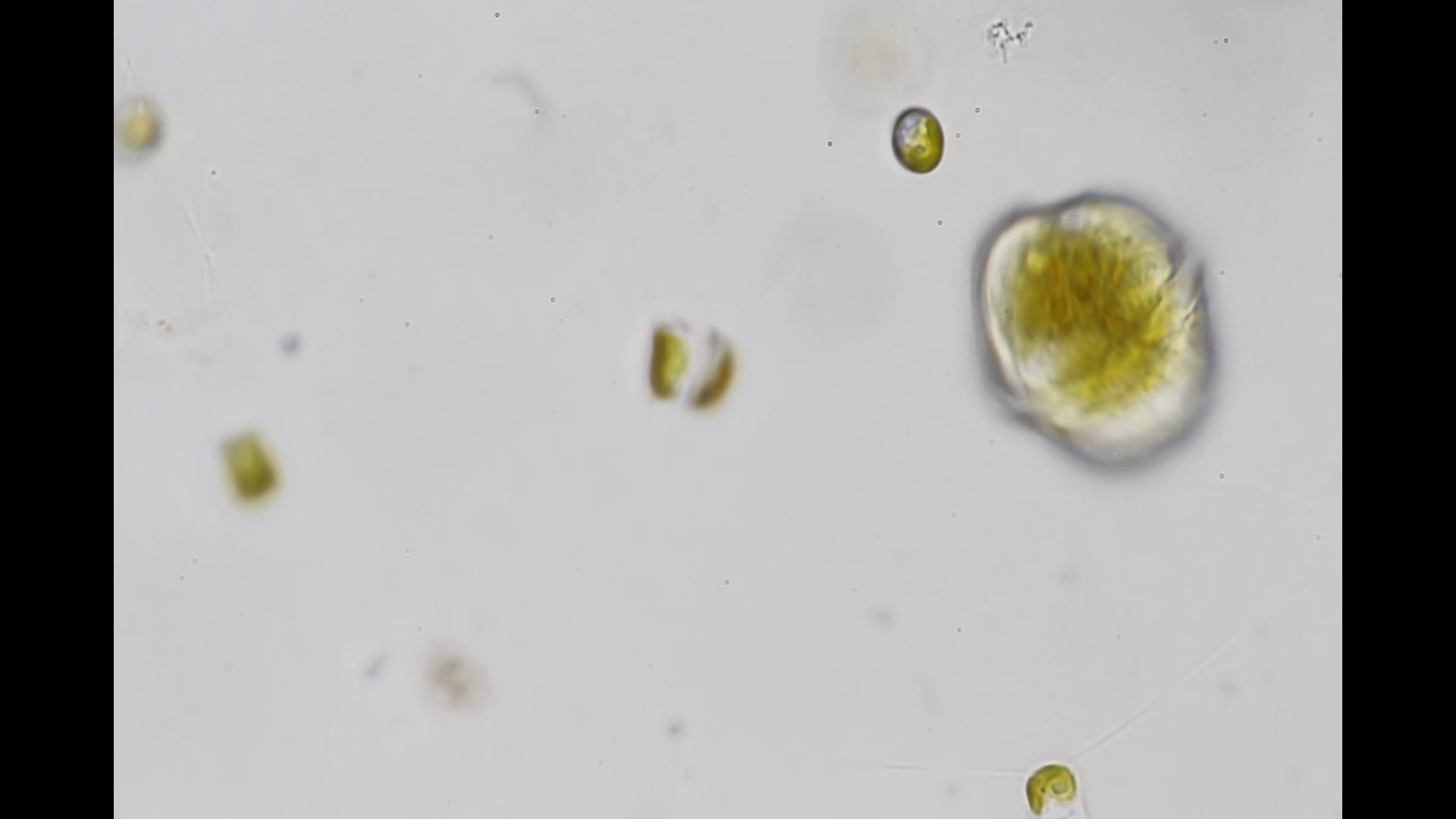Video recherche de phytoplancton