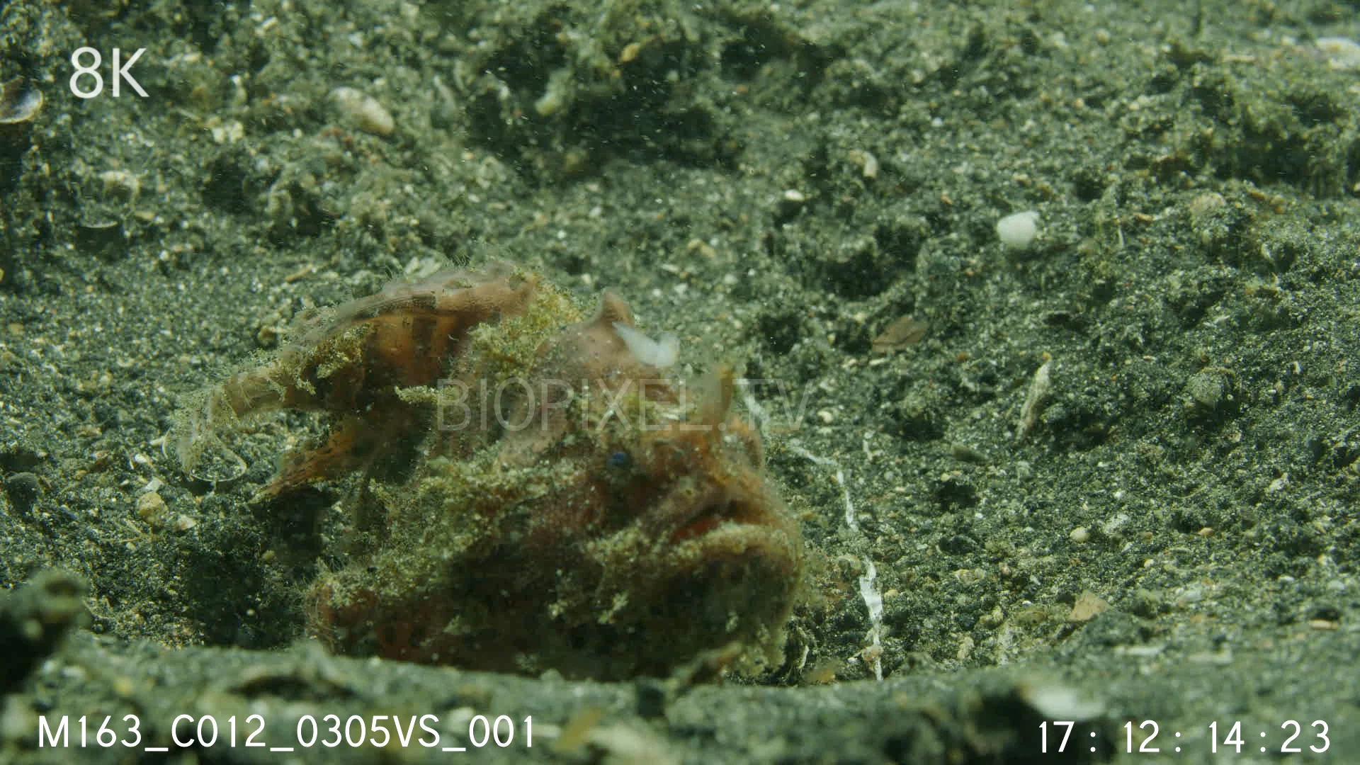 Camouflage - Anglerfish / Frogfish 8K 2 on Vimeo