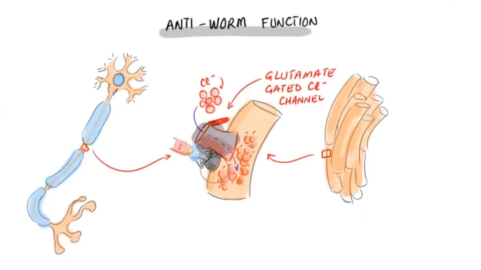 Ivermectin Mechanism of Action