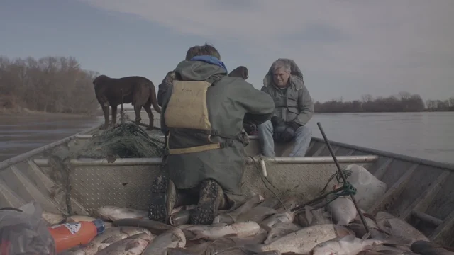 Eat Asian Carp? Sure, why not? Conservation official says they don't taste  as fishy - Missourinet