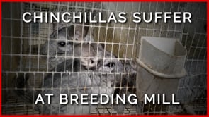 Chinchillas With Pus-Filled Eyes, Exposed Bones Suffer at Breeding Mill