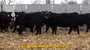 Lot #A1 - 10 AI BRED BALDY HEIFERS