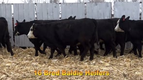 Lot #B1 - 7 BULL BRED BALDY HEIFERS