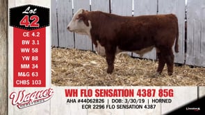Lot #42 - WH FLO SENSATION 4387 85G