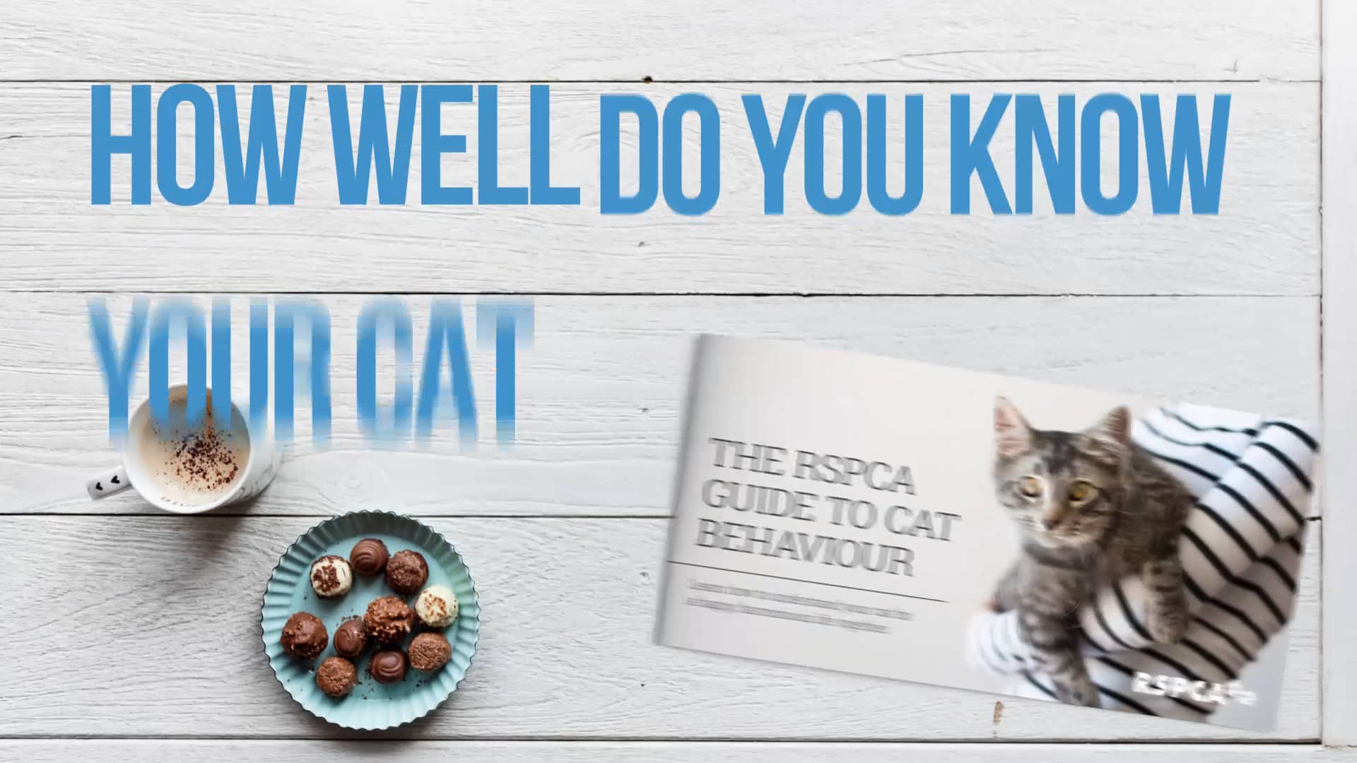 rspca-cat-behaviour-guide-on-vimeo