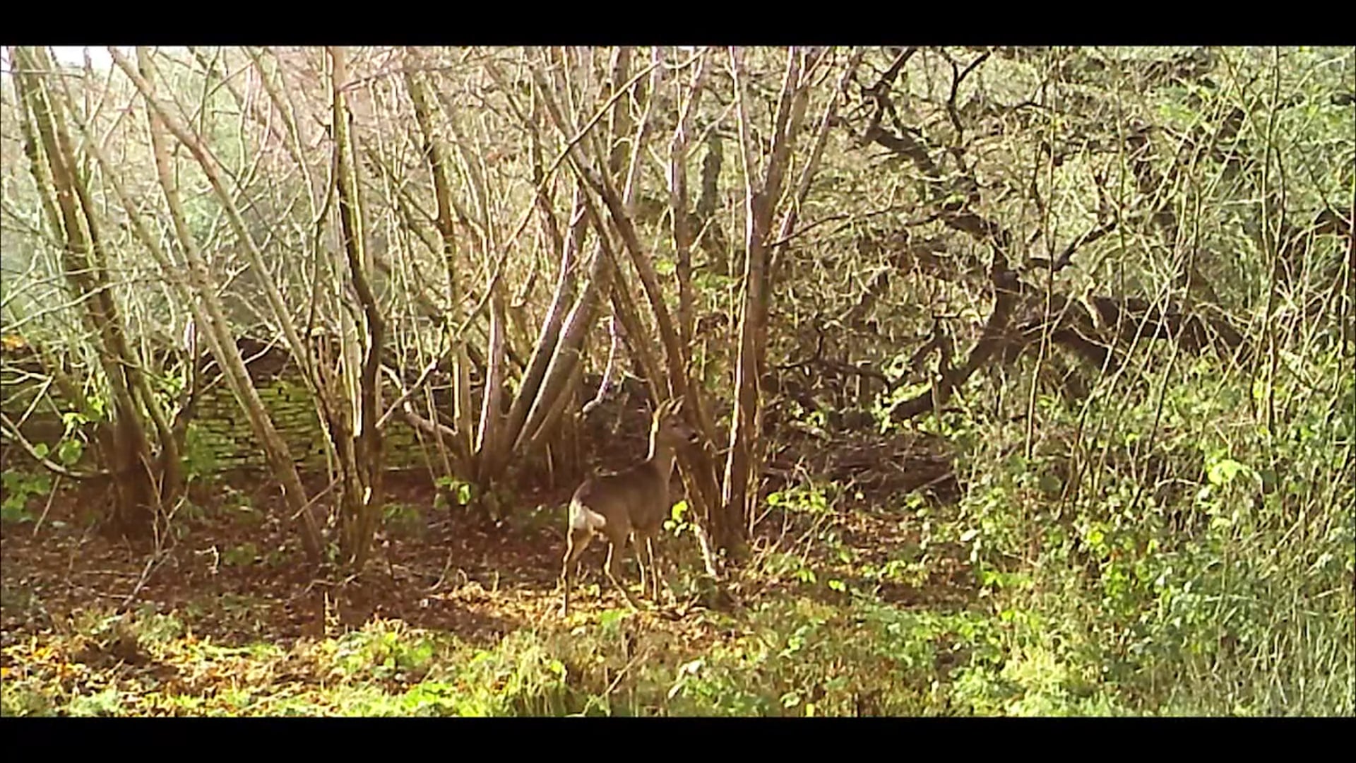 Trail Cam - Social Media