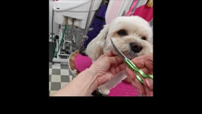 Asian Fusion inspired head styling on a cavachon