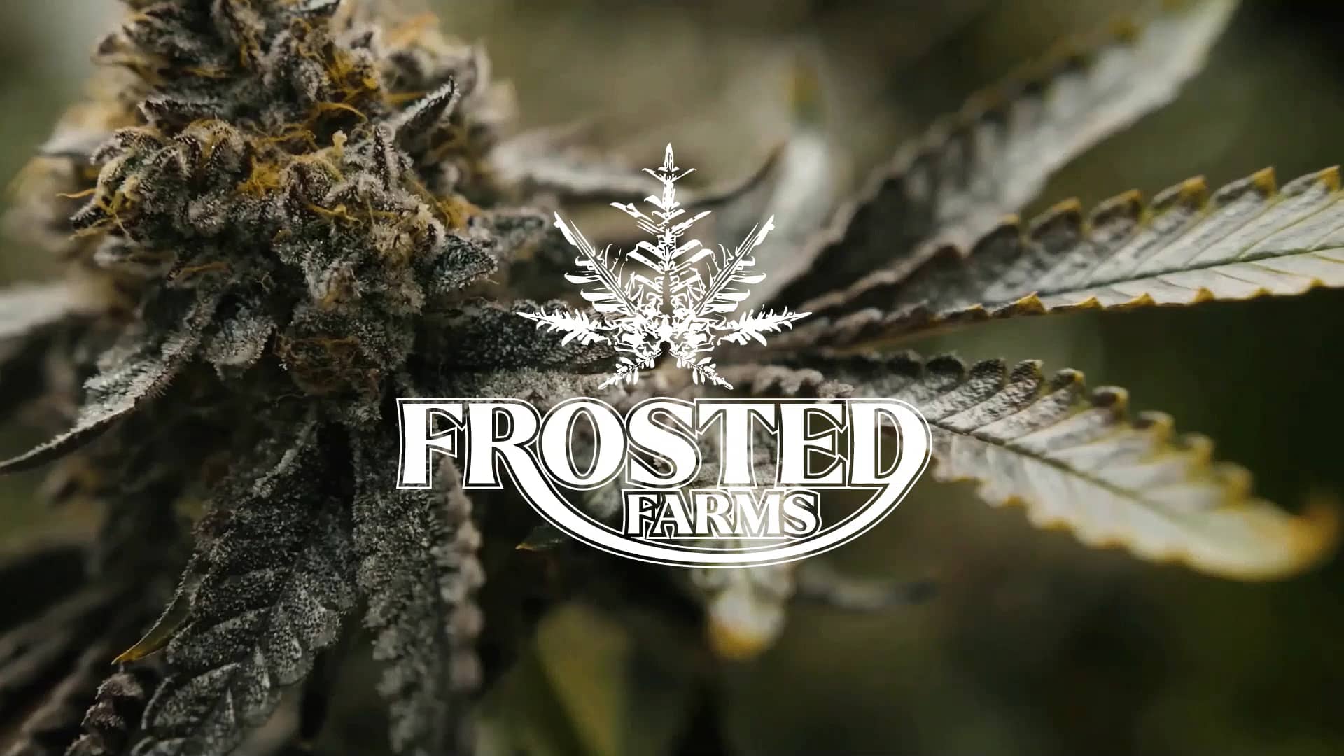 Frosted Farms site Final on Vimeo