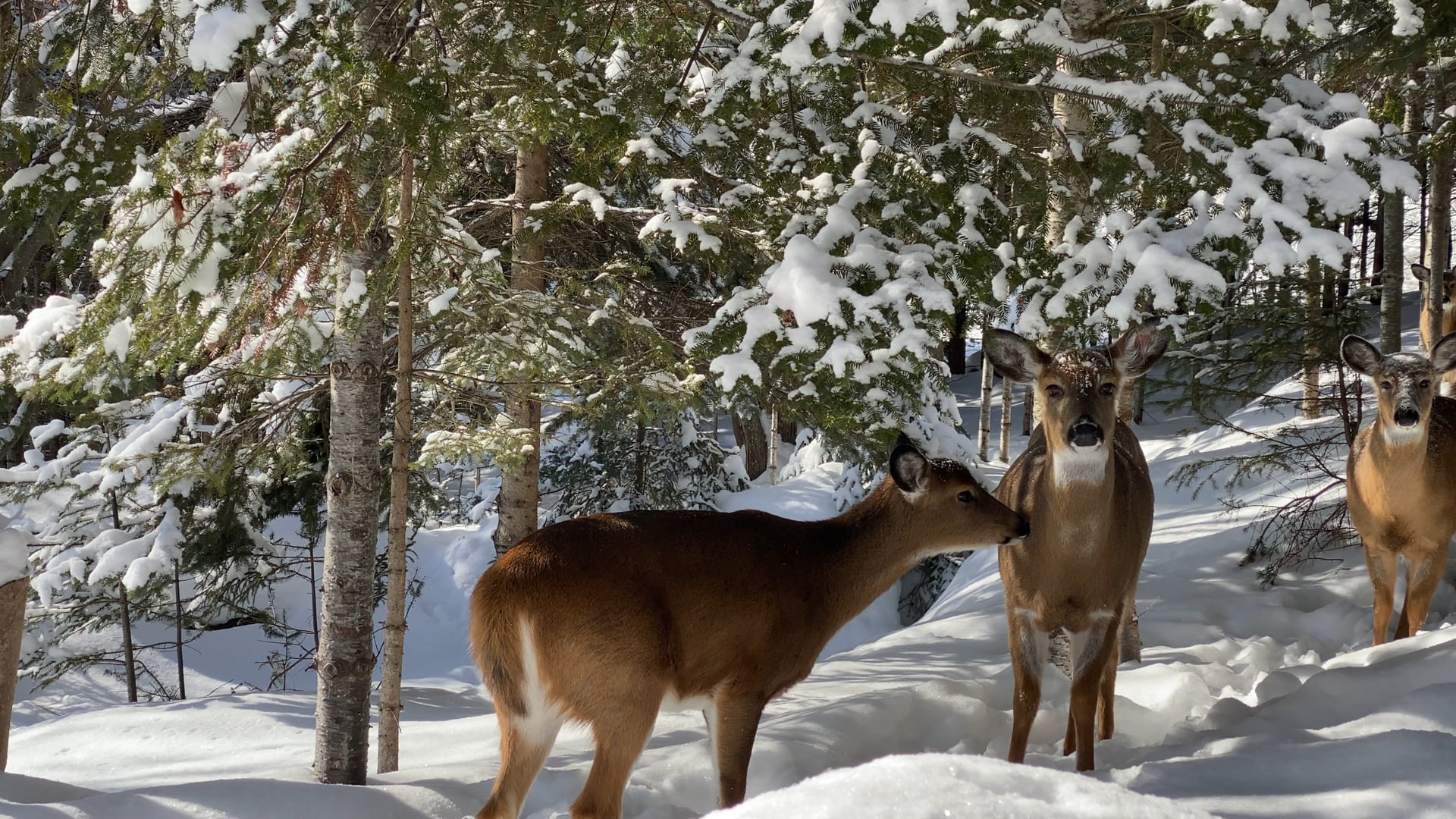 Lyne LeClerc - Cerfs