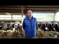 Experiencia con OxySeal en Mantoño Holstein