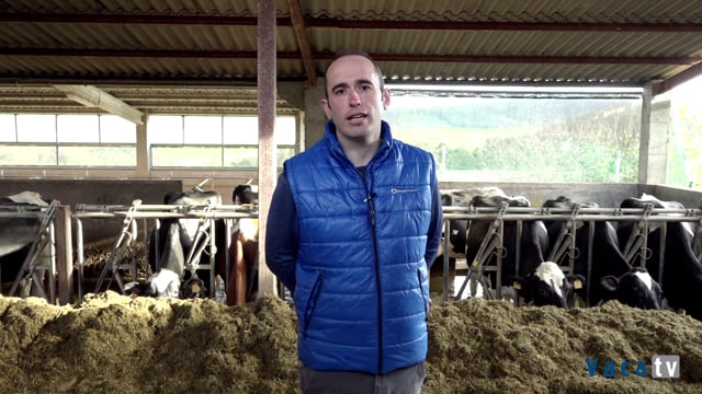 Experiencia con OxySeal en Mantoño Holstein