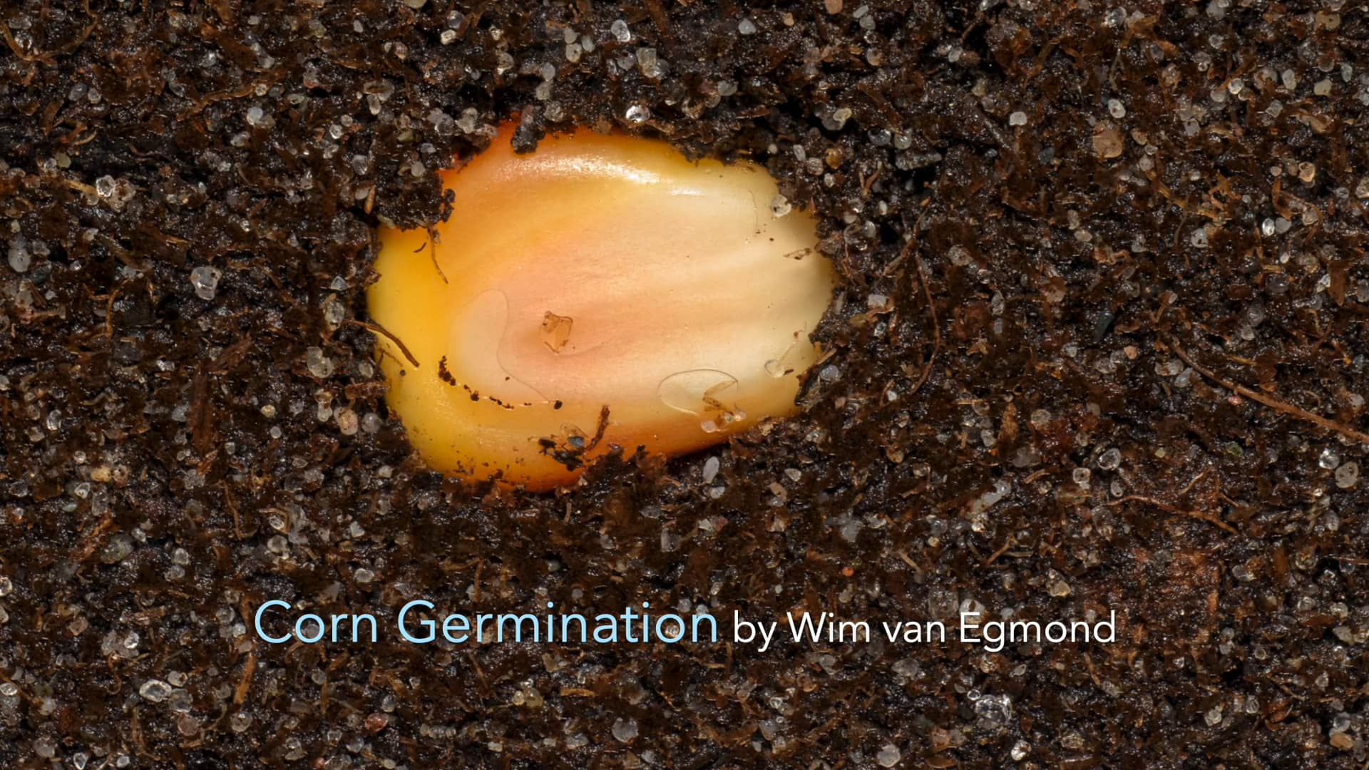 Corn Germination timelapse on Vimeo
