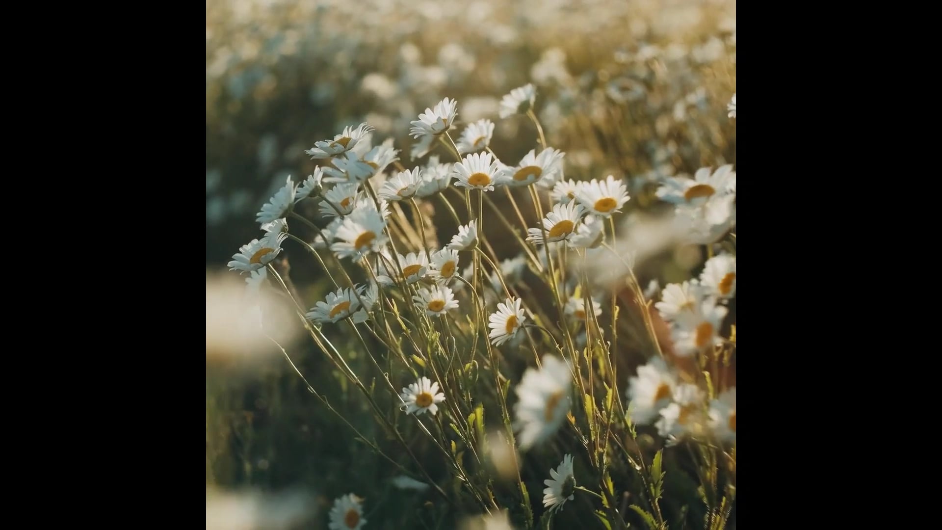 SPRING Final on Vimeo