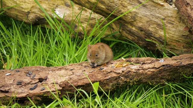 Un Mulet Rongeur Souris Rongeur Mulot Des - Free video on Pixabay
