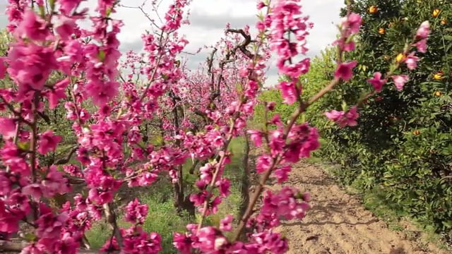 Visalia Blossom Trail